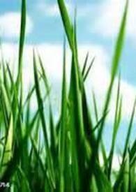 青草香浆果甜歌词完整版